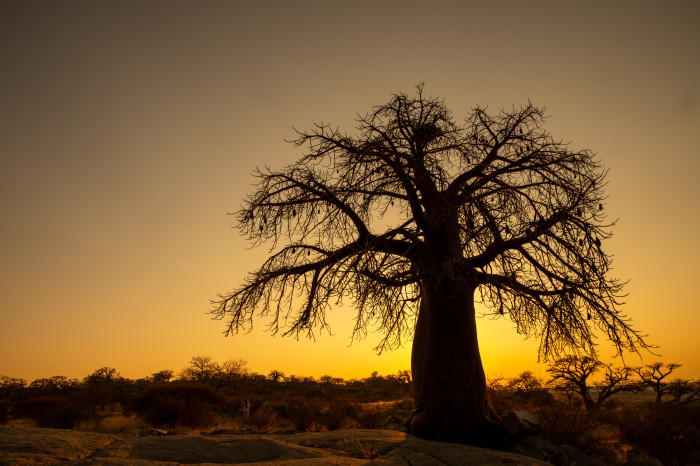 Baobab vor Sonnenuintergang auf Kubu Island