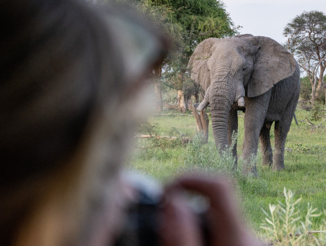 Afrikanischer Elefant / Loxodonta africana / Savanna Elephant