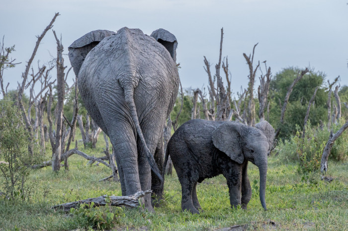 Afrikanischer Elefant / Loxodonta africana / Savanna Elephant