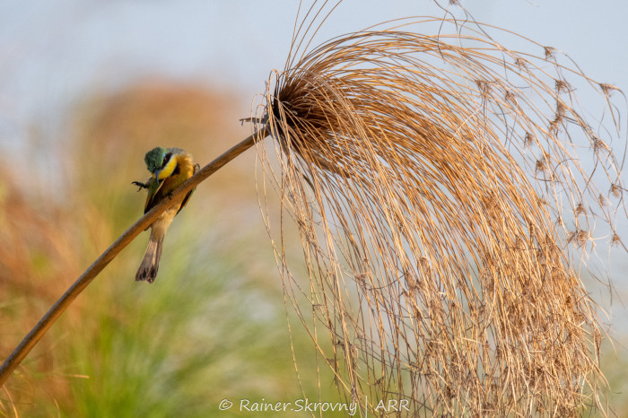 Zwergspint / Merops pusillus / Little Bee-eater