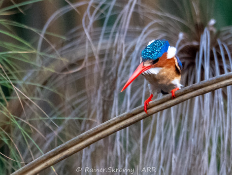 Haubenzwergfischer / Corythornis cristatus / Malachite Kingfisher