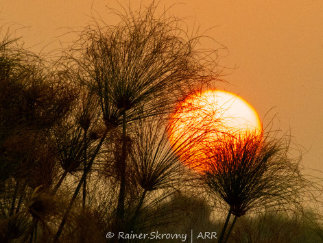 Sonnenuntergang im Okavango-Delta