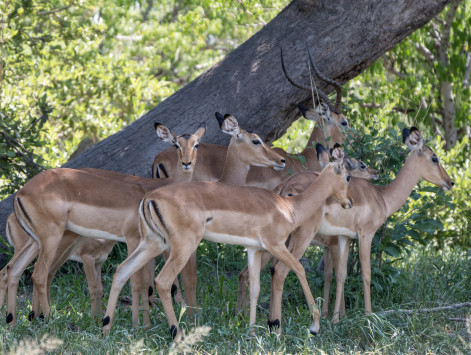 Impala / Aepyceros melampus