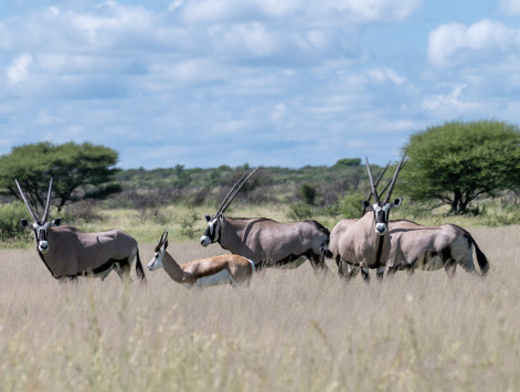 Spießbock (Oryx) / Oryx gazella gazella / Gemsbok